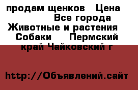 продам щенков › Цена ­ 15 000 - Все города Животные и растения » Собаки   . Пермский край,Чайковский г.